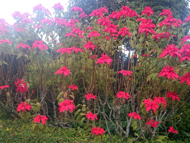 マウイ島　ポインセチア